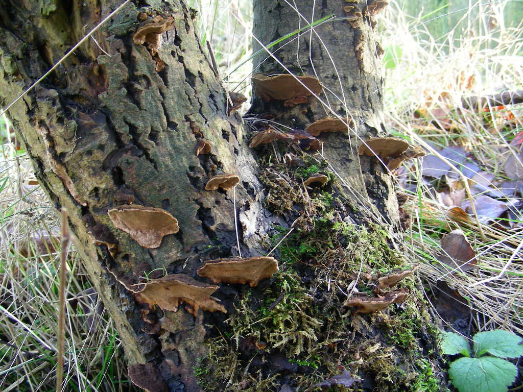 Su Salix caprea ...(Phellinus conchatus)